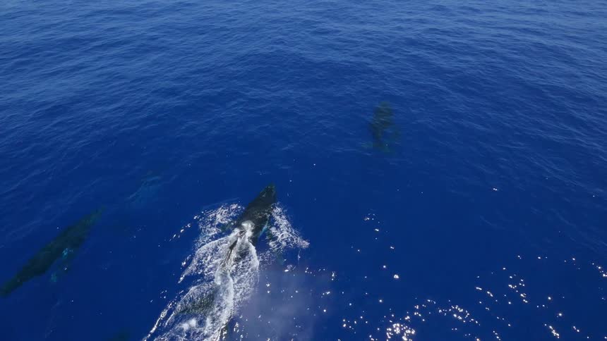 Whales are swimming by the surface of the water