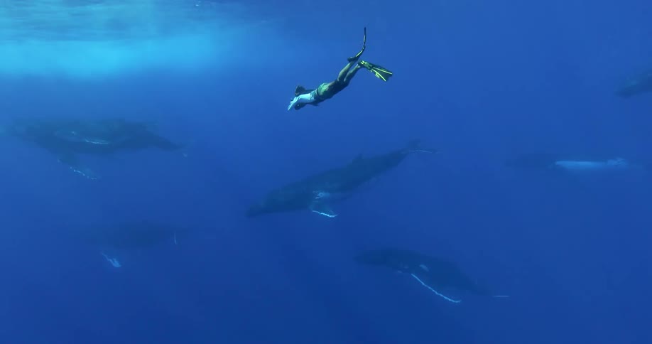A scuba diver with photographic gear swims amid a pod of whales