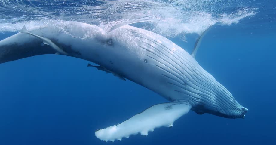 Whales are swimming around in the water splashing their fins