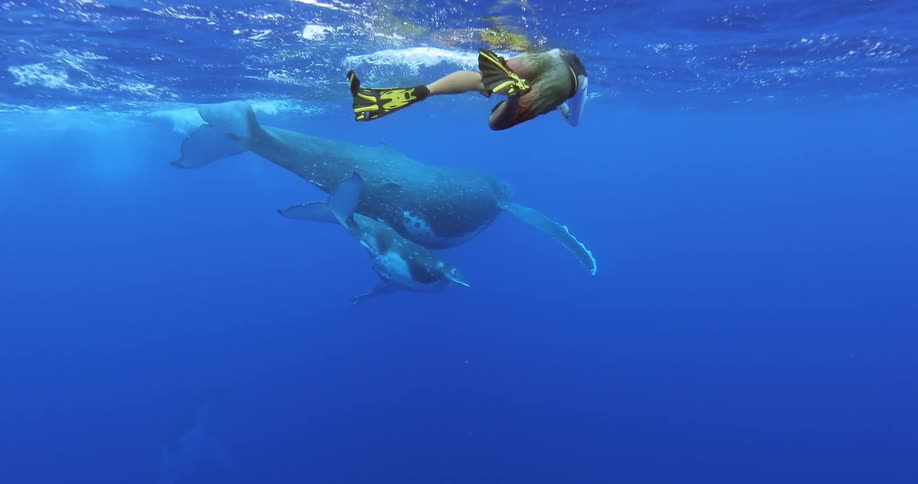 A man swims with whales in the ocean