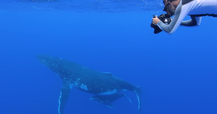 A man takes pictures of some whales