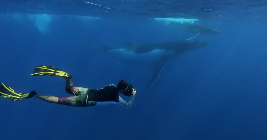 Underwater footage of a diver filming a whale as a whale calf swims around and over it to the surface