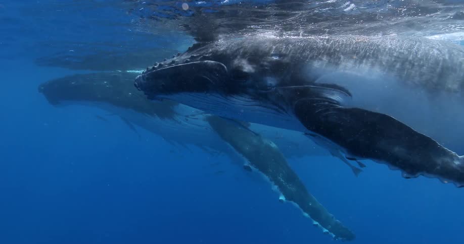 Whales swim near the surface of the ocean