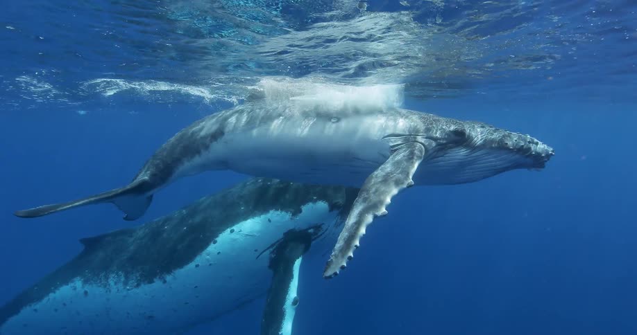 Two whales swim near the surface