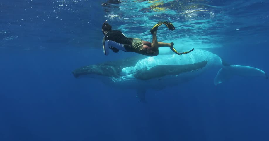 Underwater footage of a diver filming a whale near the surface