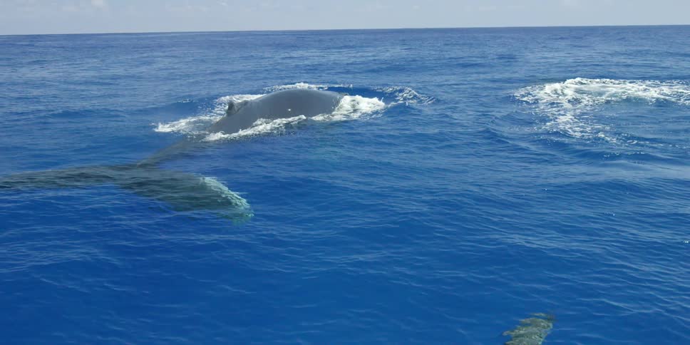 Several large sea mammals travel in the water