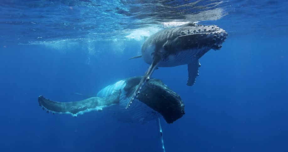 Whales swim in the ocean