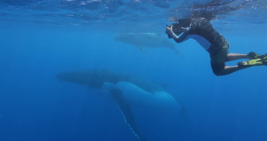 A snorkeler takes pictures of whales in the ocean