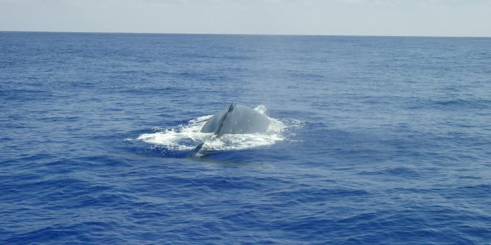 A large whale comes to the surface of the water before going back under