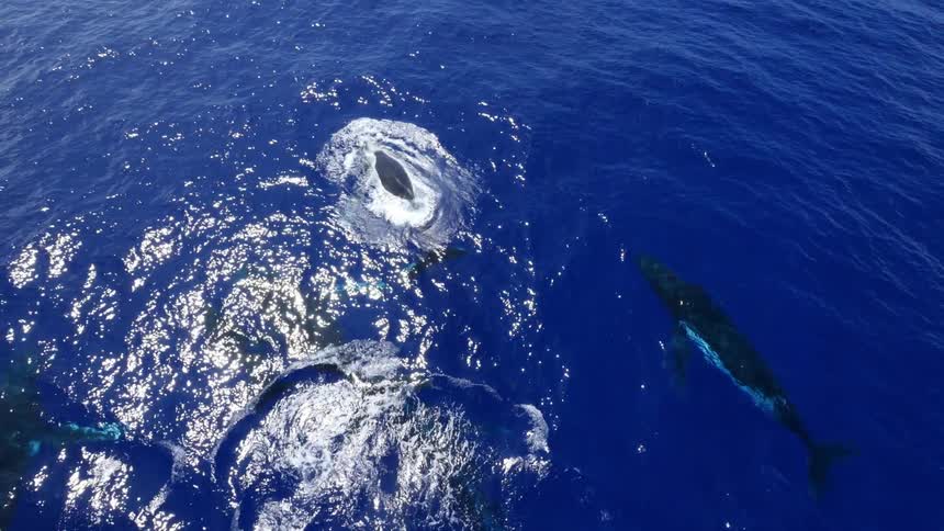 Whales swim near the surface of the ocean