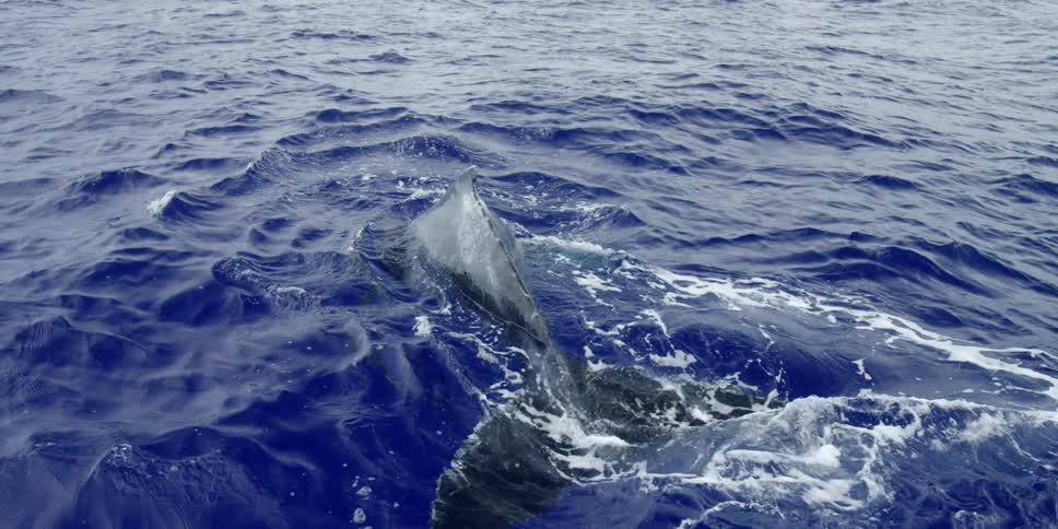 A whale surfaces in some very blue water