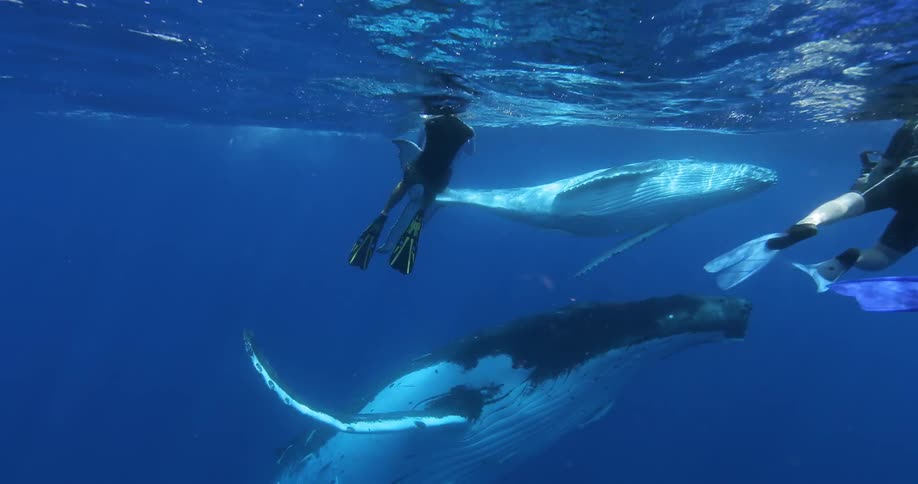 People are swimming underwater with some whales taking photos