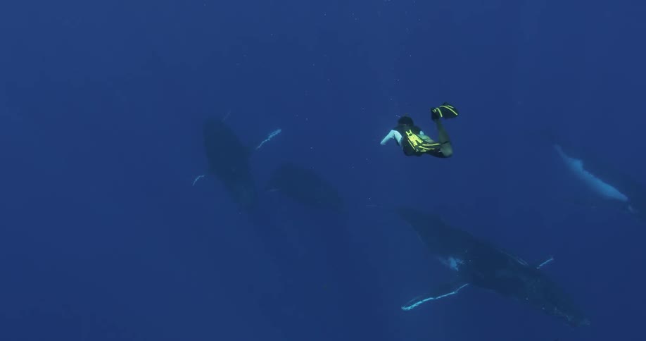 A man scuba dives with some whales