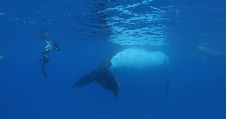 A diver swims with whales in the ocean