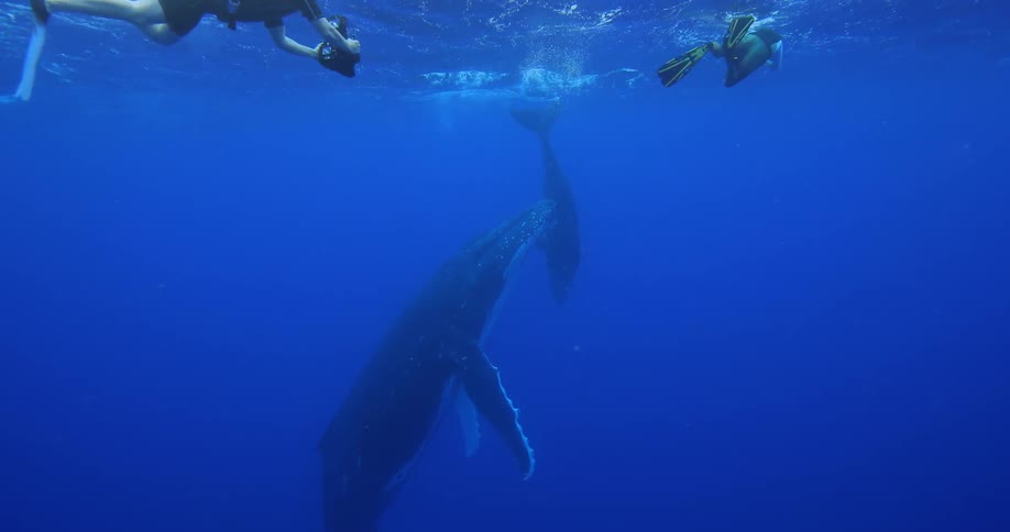Two scuba divers with camera gear follow a whale and whale calf