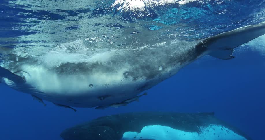 Underwater Photographers In The Ocean