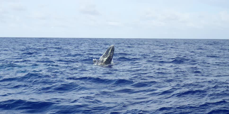 A whale jumps from the ocean on a sunny day
