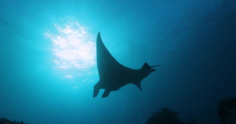 Underwater Photographers In The Ocean
