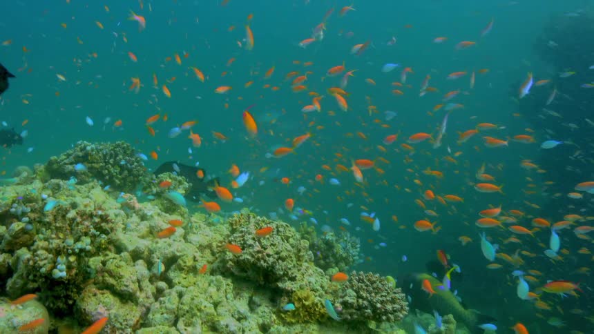 Colorful fish swim in the ocean water