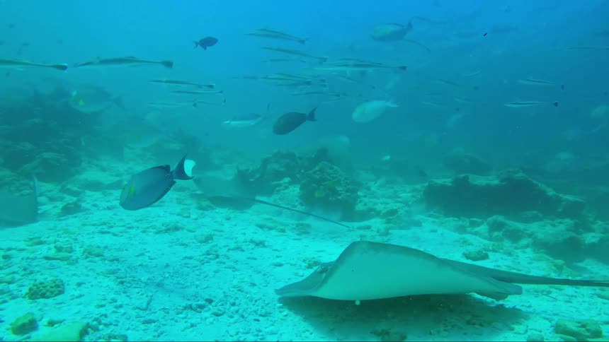 Many fish swim in the ocean