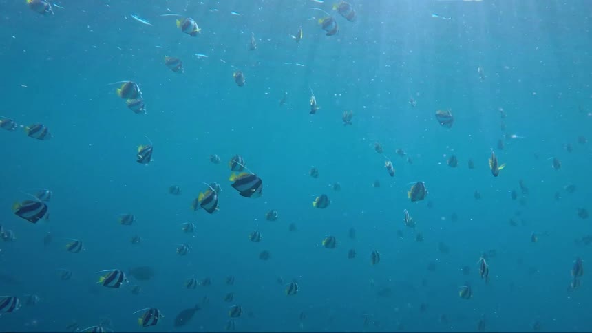 Dozens of fish swim in blue ocean