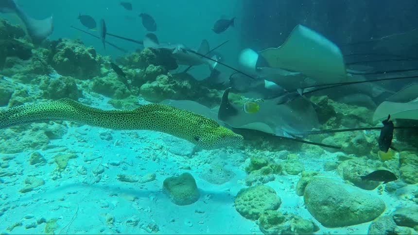 An eel swimming underwater close to the sea floor near rays and fish