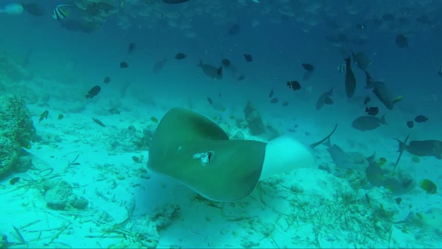 A stingray swims past the fish underwater