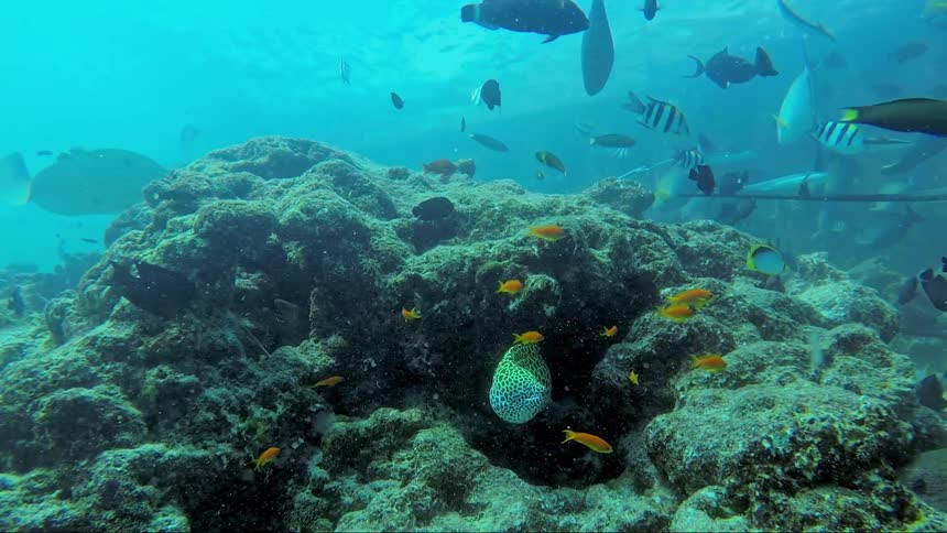 A bunch of fish swimming around a reef on the sea floor