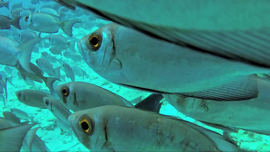 A school of fish swimming