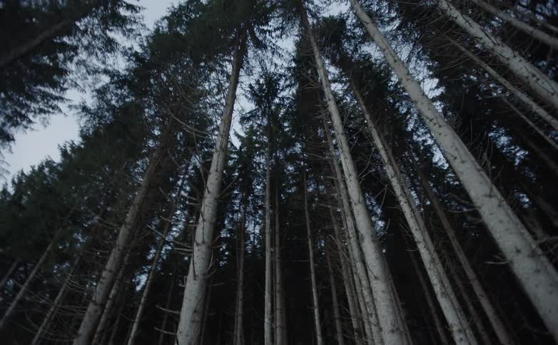 Birds eye view of trees in a forest