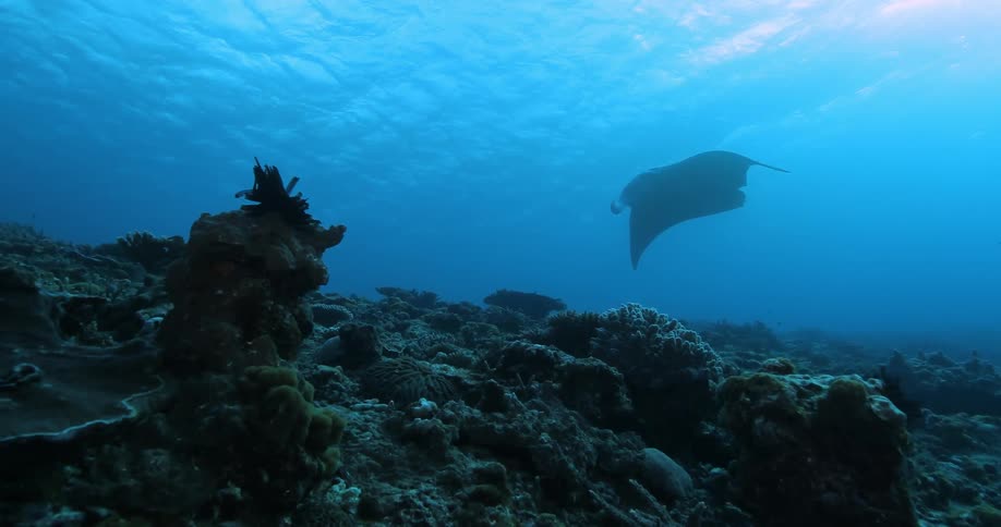 A stingray cruises near the ocean floor