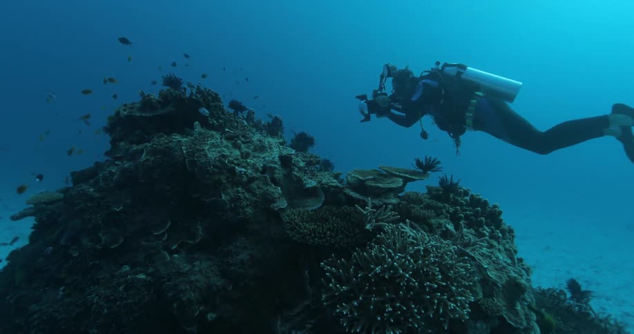 A scuba diver is taking photographs of fish underwater