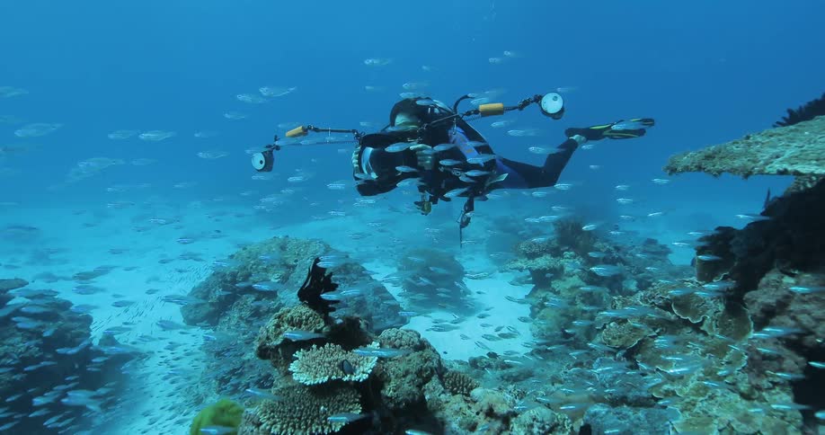 A scuba diver takes pictures of a school of fish