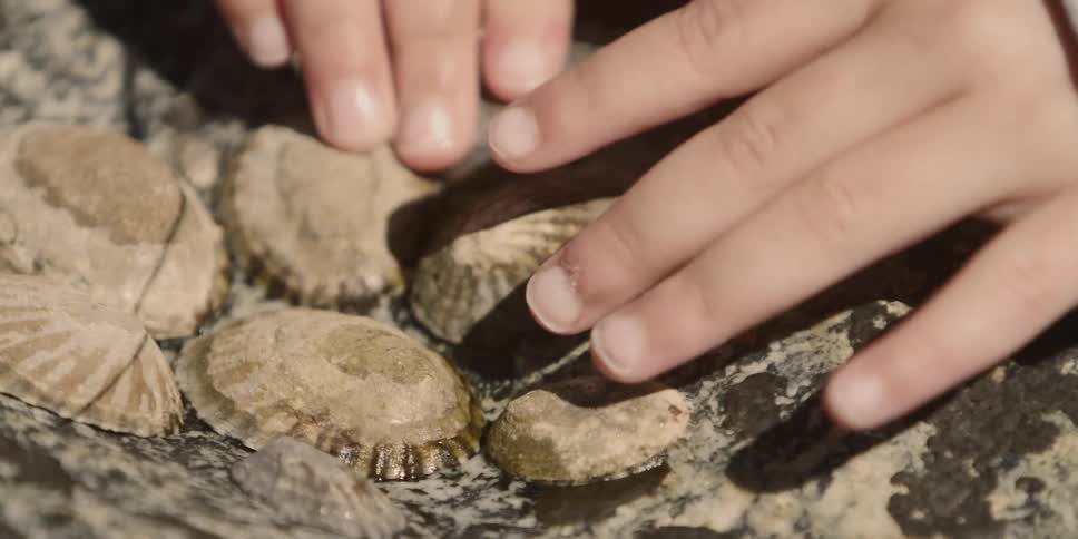 A child examines some shells