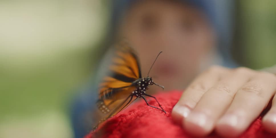 A person tries to tempt a monarch butterfly to climb up on his fingers