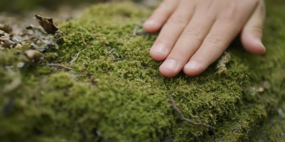 Child runs hand over moss during the day