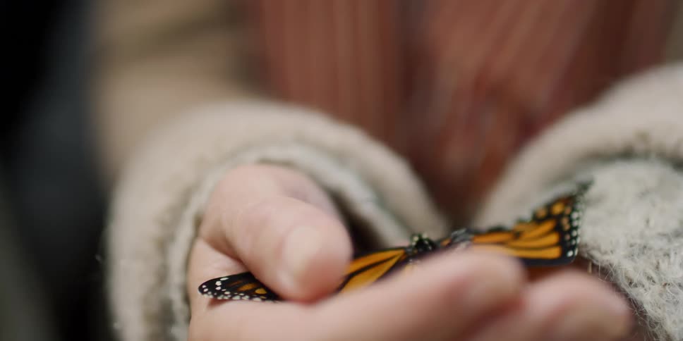 A person holding a butterfly in their hand