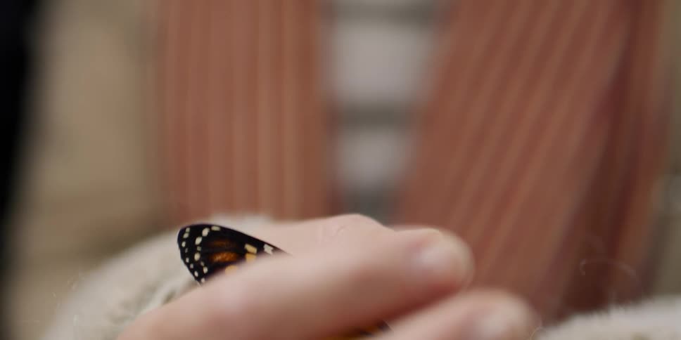 Woman holds butterfly in hands outdoors