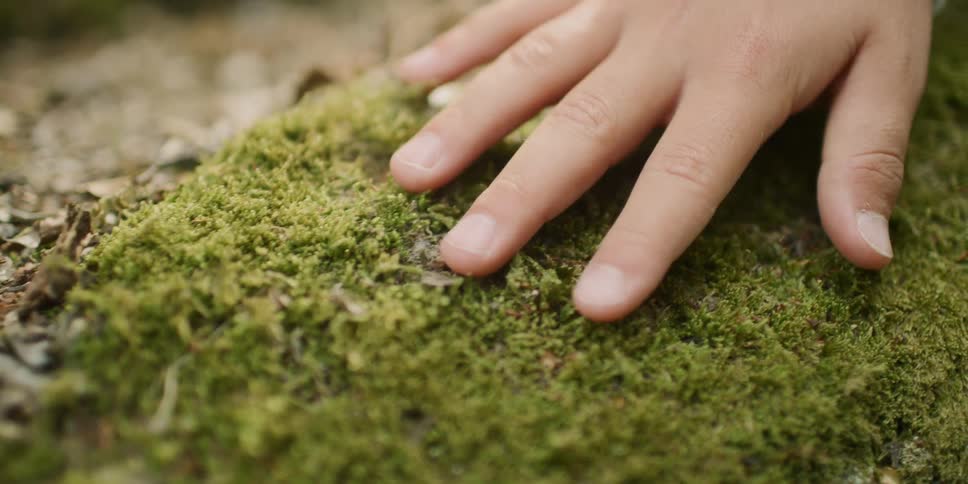 Person touches the moss on the tree trunk in the forest