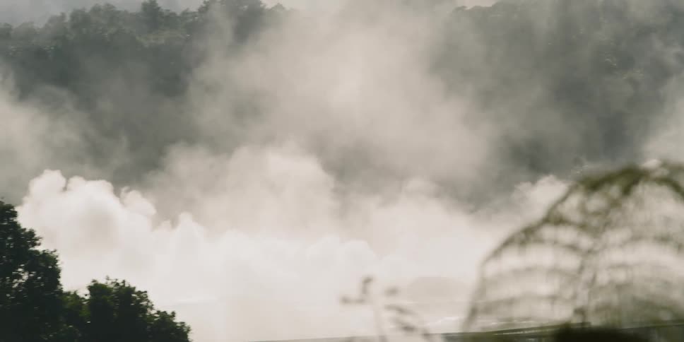 A forest with trees and steam