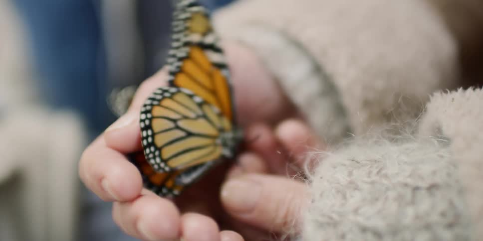 A person holds a butterfly in their hands