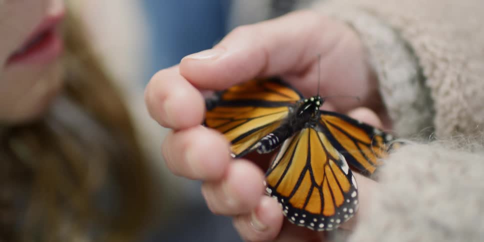 Mother holds a butterfly and shows it to her daughter