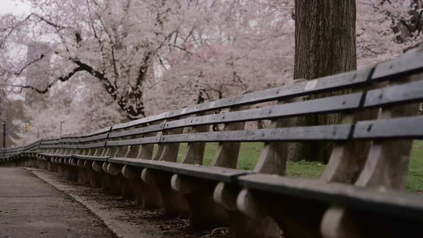 Trees in full bloom behind a row of benches