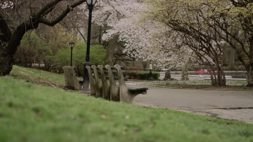 The trees are beginning to blossom in the empty park