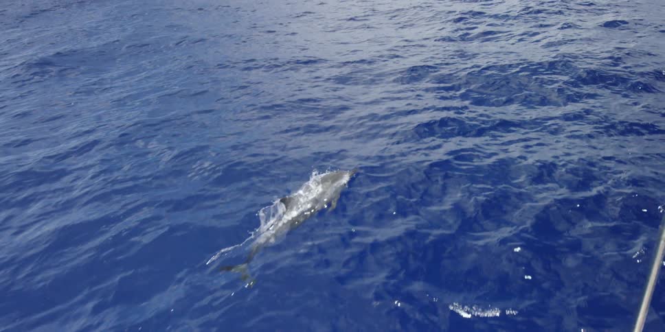 A shark swims through the water