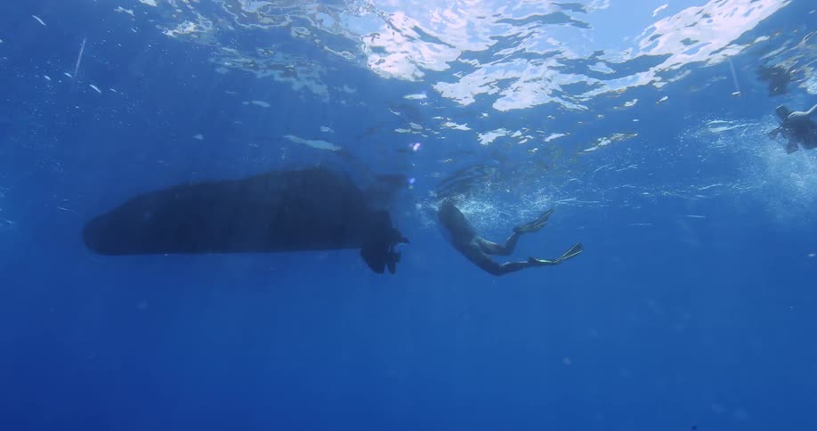 A scuba diver swims towards a boat