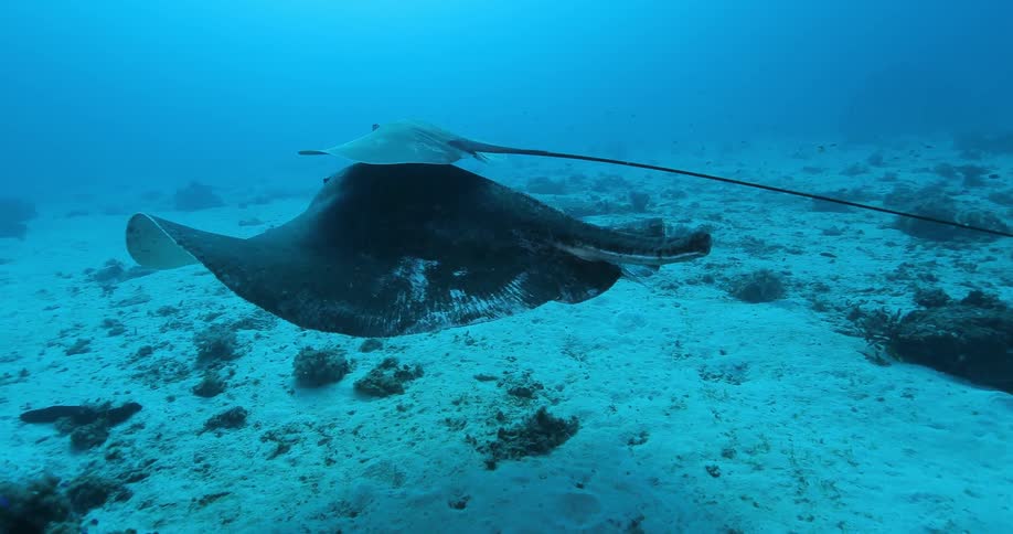 A sting ray floats near the bottom of the ocean with a smaller stingray on its back
