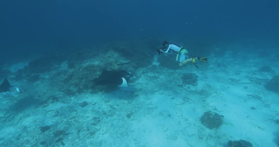 A diver takes photographs of stingrays in the ocean
