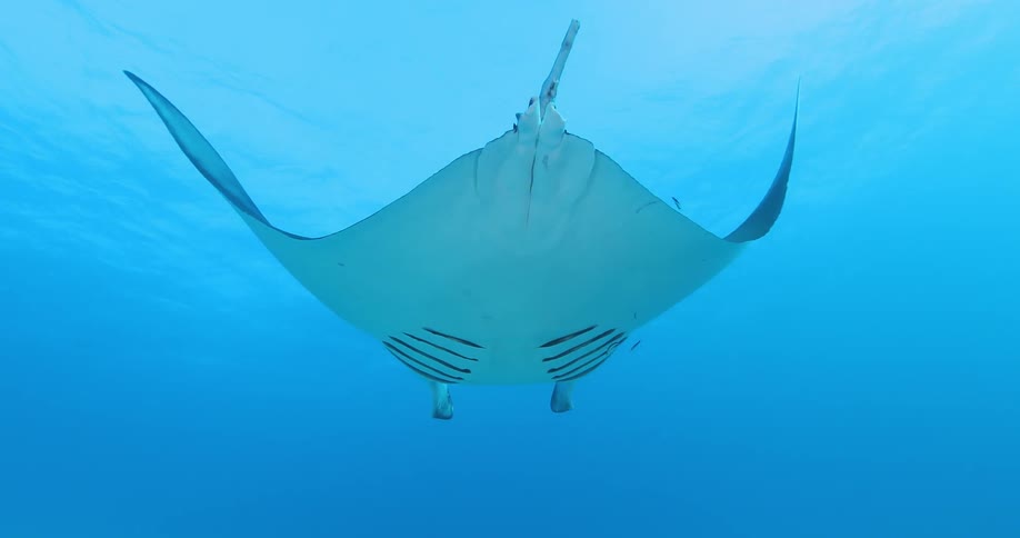 Footage of a stingray swimming while small fish swim in the area and a diver films the creature
