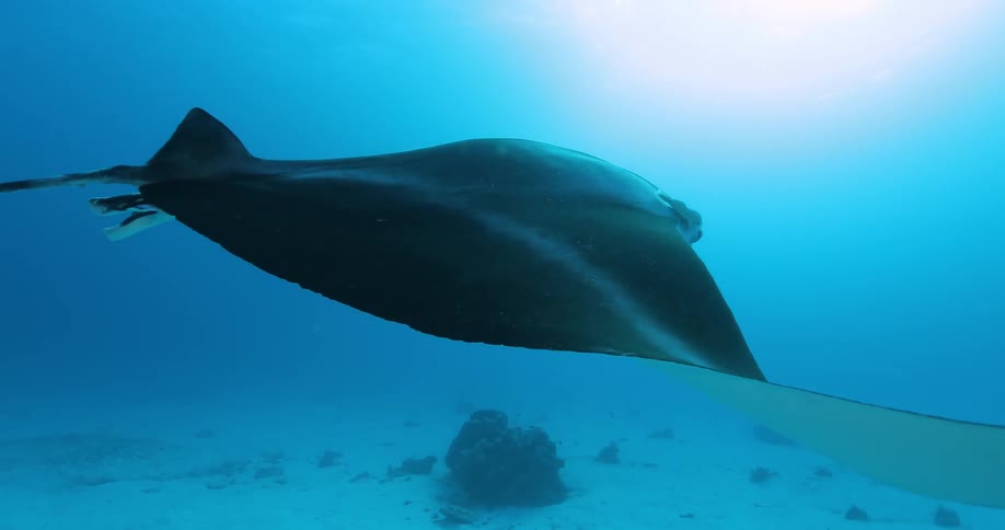 A stingray swims in blue tinted water